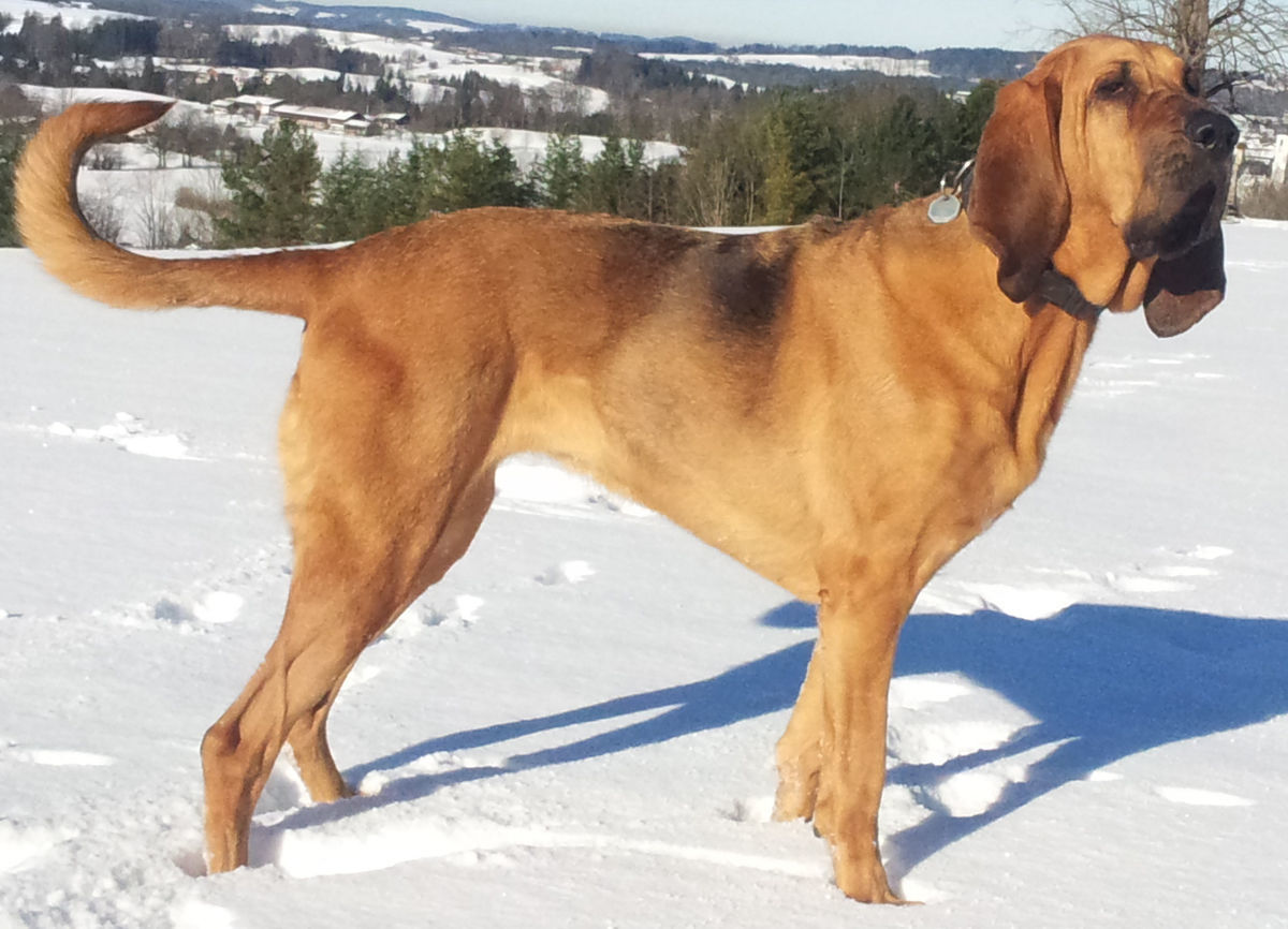 Bloodhound